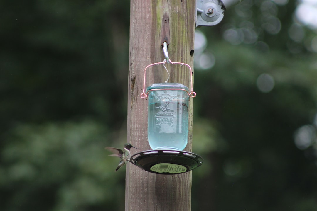 Photo solar hanging lantern